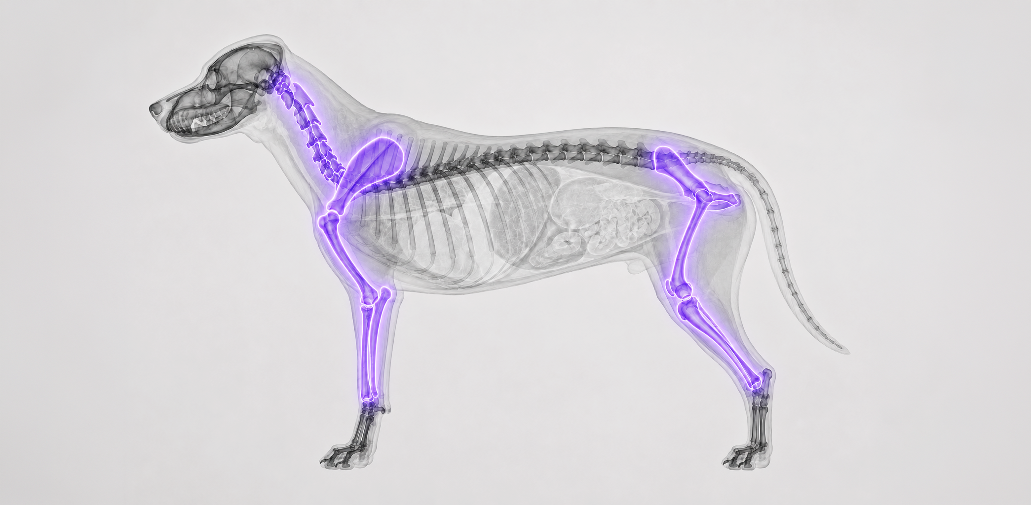 Veterinary AI Data Annotation Services | Imaging, Livestock & Animal ...